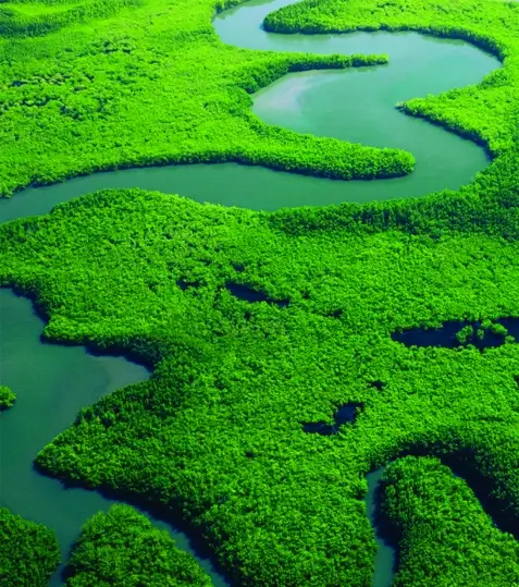 An aerial view of a green river and mangroves.